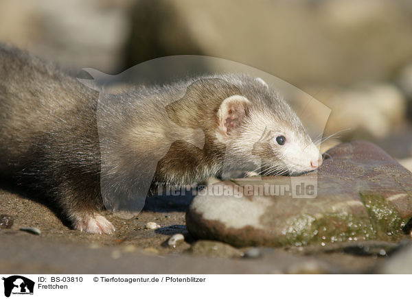 Frettchen / ferret / BS-03810