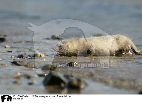 Frettchen / ferret / BS-03814