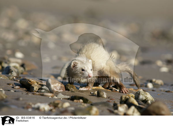 Frettchen / ferret / BS-03816