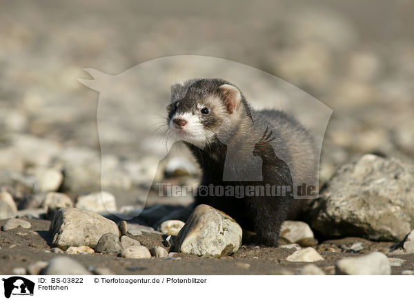 Frettchen / ferret / BS-03822