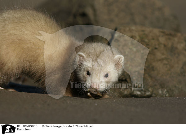 Frettchen / ferret / BS-03835