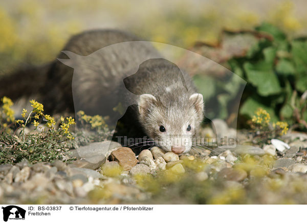 Frettchen / ferret / BS-03837