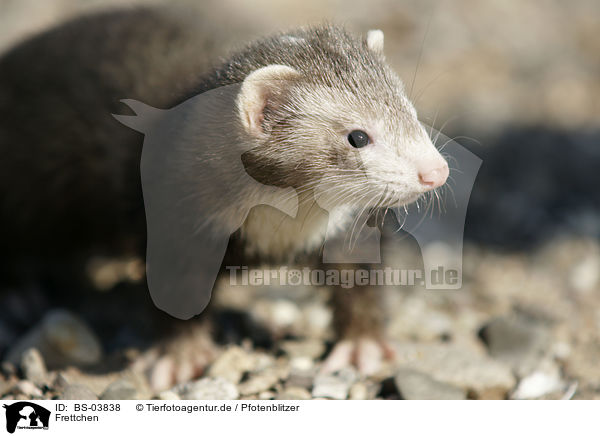 Frettchen / ferret / BS-03838