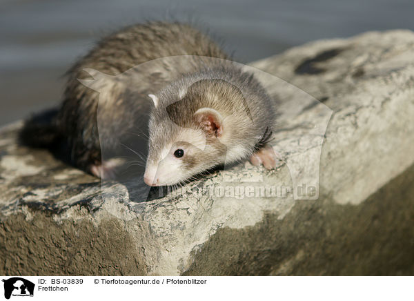 Frettchen / ferret / BS-03839
