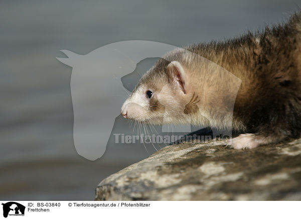 Frettchen / ferret / BS-03840