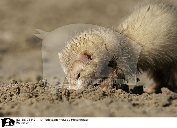 Frettchen / ferret / BS-03843