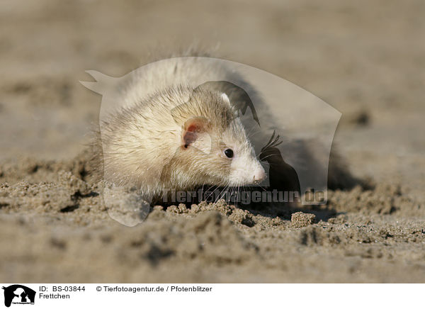 Frettchen / ferret / BS-03844
