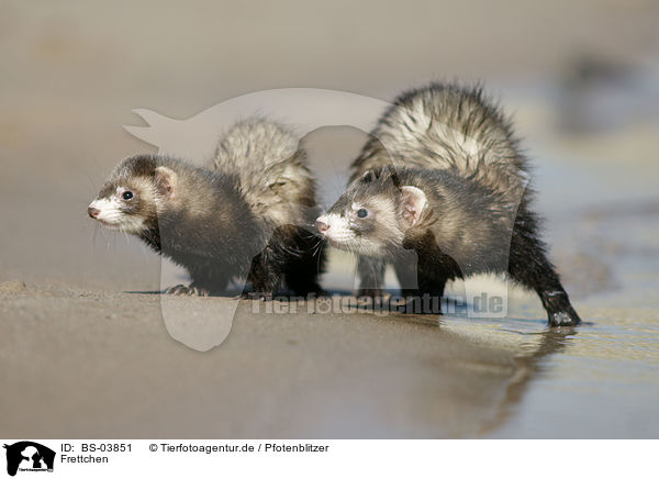 Frettchen / ferrets / BS-03851