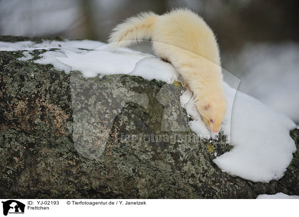 Frettchen / ferret / YJ-02193