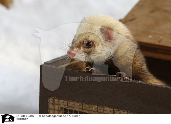 Frettchen / ferret / AB-02397