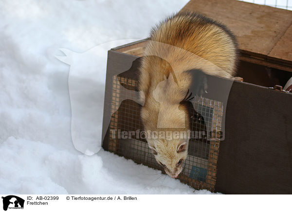 Frettchen / ferret / AB-02399
