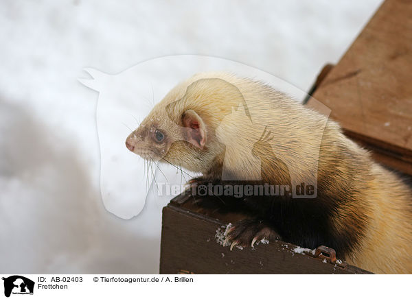 Frettchen / ferret / AB-02403