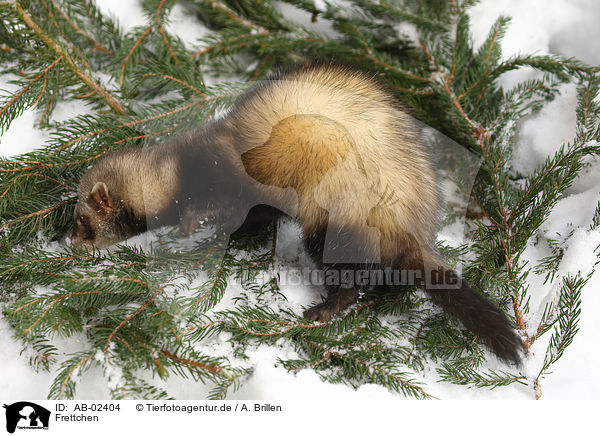Frettchen / ferret / AB-02404
