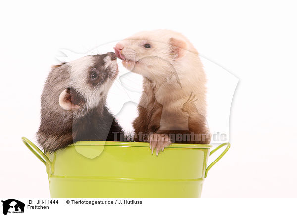 Frettchen / ferrets / JH-11444