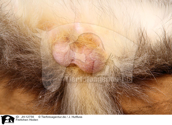 Frettchen Hoden / ferret testicular / JH-12756