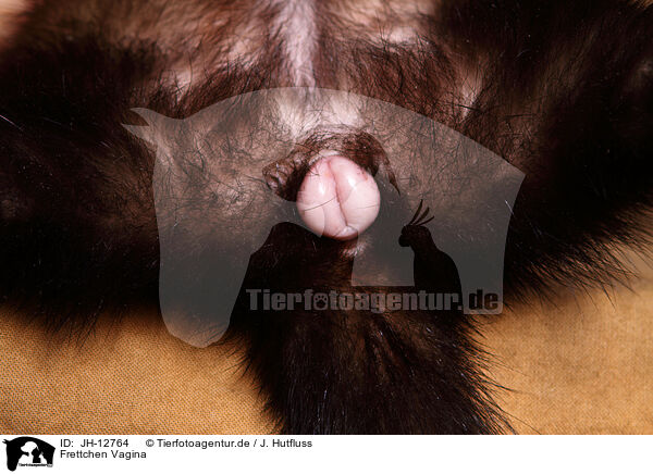 Frettchen Vagina / ferret vagina / JH-12764