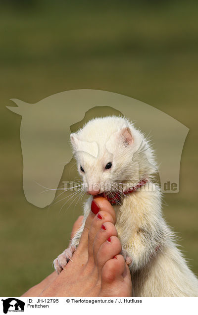 Frettchen / ferret / JH-12795