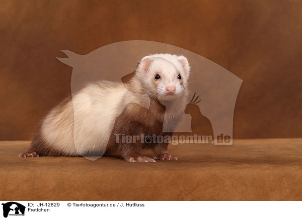 Frettchen / ferret / JH-12829