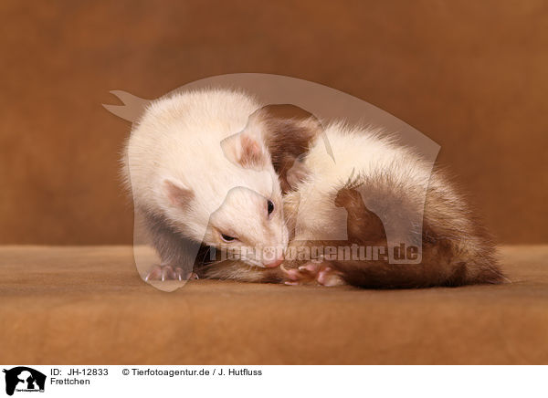 Frettchen / ferret / JH-12833