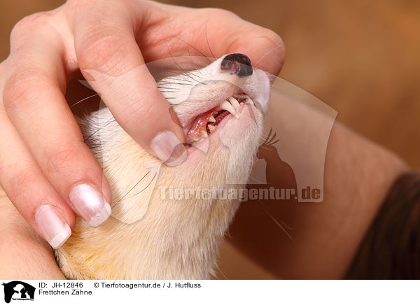 Frettchen Zhne / ferret teeth / JH-12846