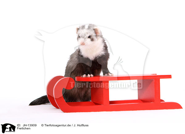Frettchen / ferret / JH-13909
