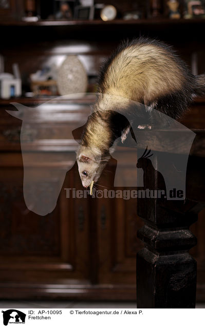 Frettchen / ferret / AP-10095