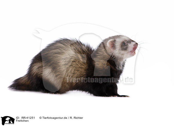 Frettchen / ferret / RR-41251