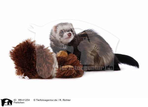 Frettchen / ferret / RR-41254