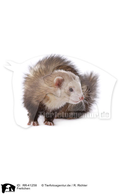 Frettchen / ferret / RR-41258