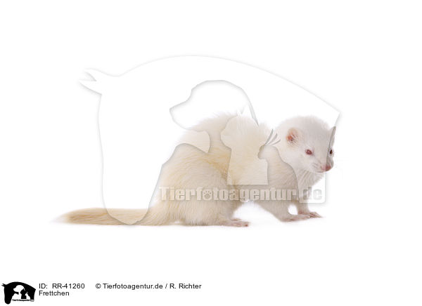 Frettchen / ferret / RR-41260