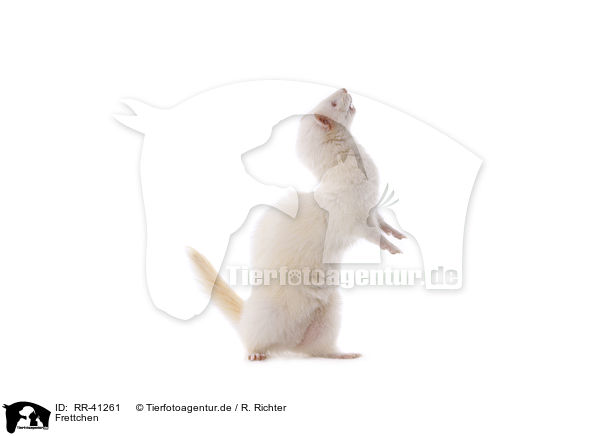 Frettchen / ferret / RR-41261