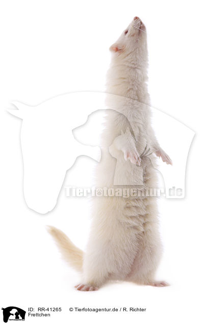 Frettchen / ferret / RR-41265