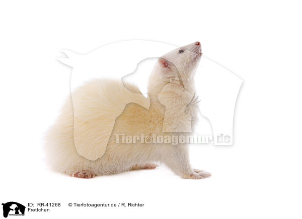 Frettchen / ferret / RR-41268
