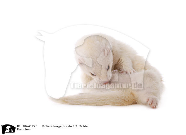 Frettchen / ferret / RR-41270