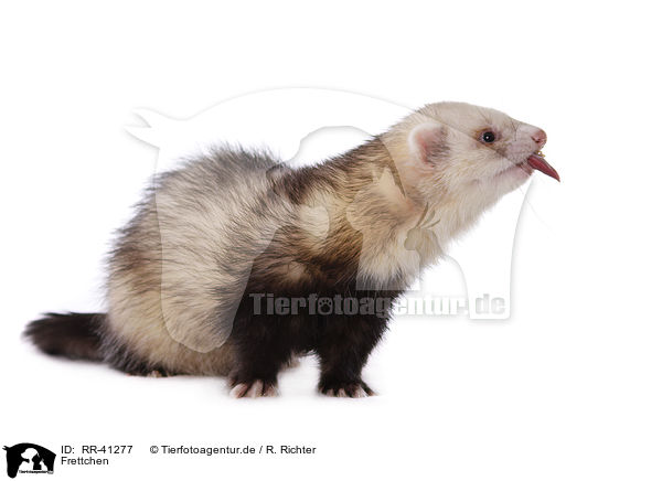 Frettchen / ferret / RR-41277
