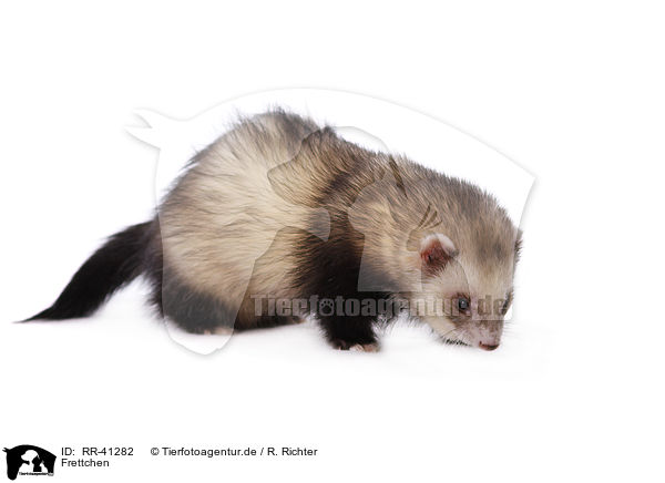 Frettchen / ferret / RR-41282