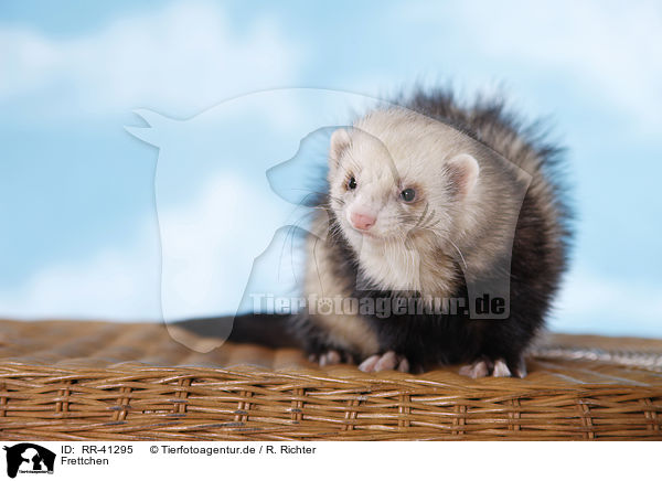 Frettchen / ferret / RR-41295
