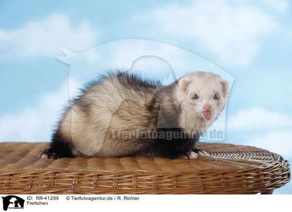 Frettchen / ferret / RR-41299