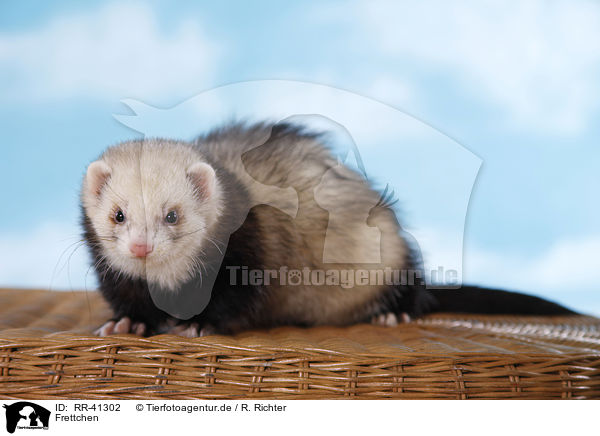 Frettchen / ferret / RR-41302