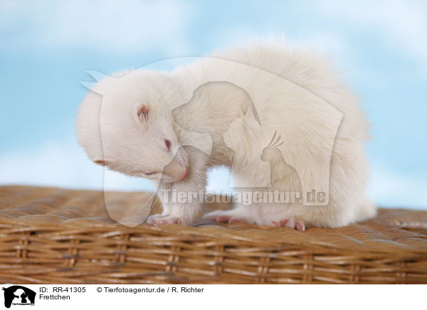 Frettchen / ferret / RR-41305