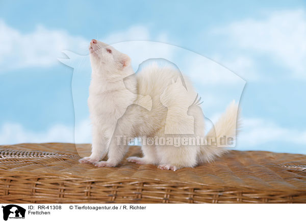 Frettchen / ferret / RR-41308