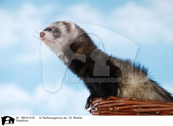 Frettchen / ferret / RR-41316