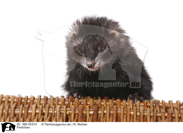 Frettchen / ferret / RR-76374