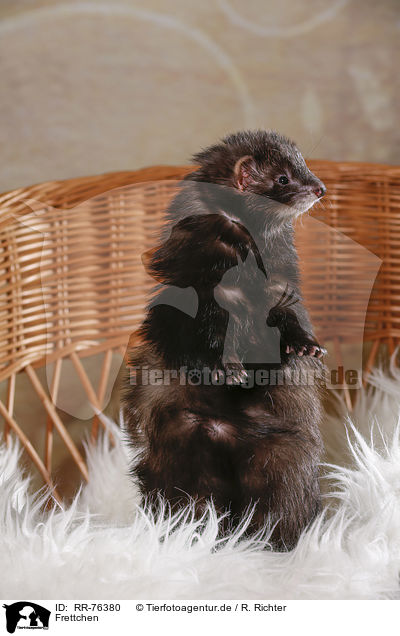 Frettchen / ferret / RR-76380