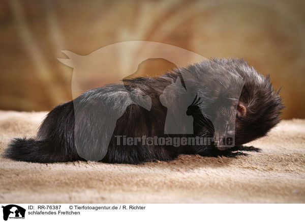 schlafendes Frettchen / sleeping ferret / RR-76387