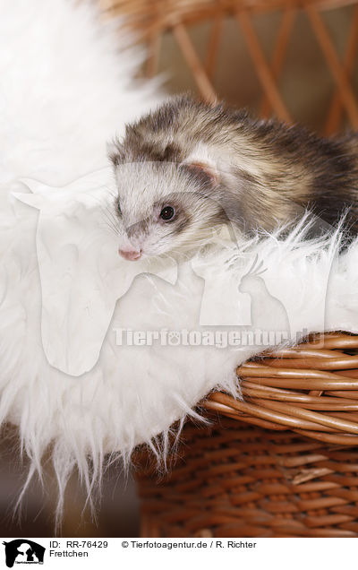Frettchen / ferret / RR-76429