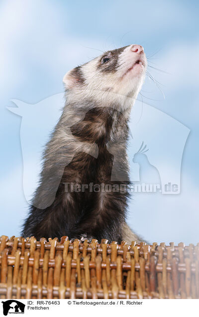 Frettchen / ferret / RR-76463