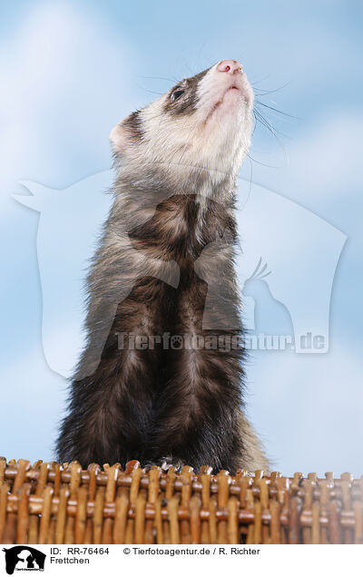Frettchen / ferret / RR-76464