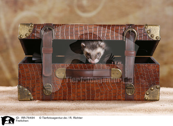 Frettchen / ferret / RR-76484