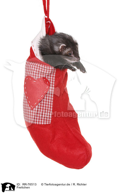 Frettchen / ferret / RR-76513
